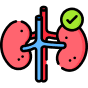kidney